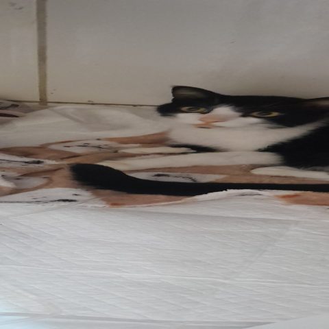 Rifa para ajuda do tratamento do gatinho Romeu